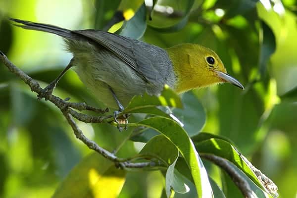 Winter Warblers and Endemics Birds 2020